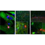 Immunofluorescence - Anti-Calretinin Antibody [6A9] (A85366) - Antibodies.com