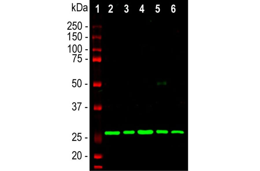 Western Blot - Anti-Calretinin Antibody [6A9] (A85366) - Antibodies.com