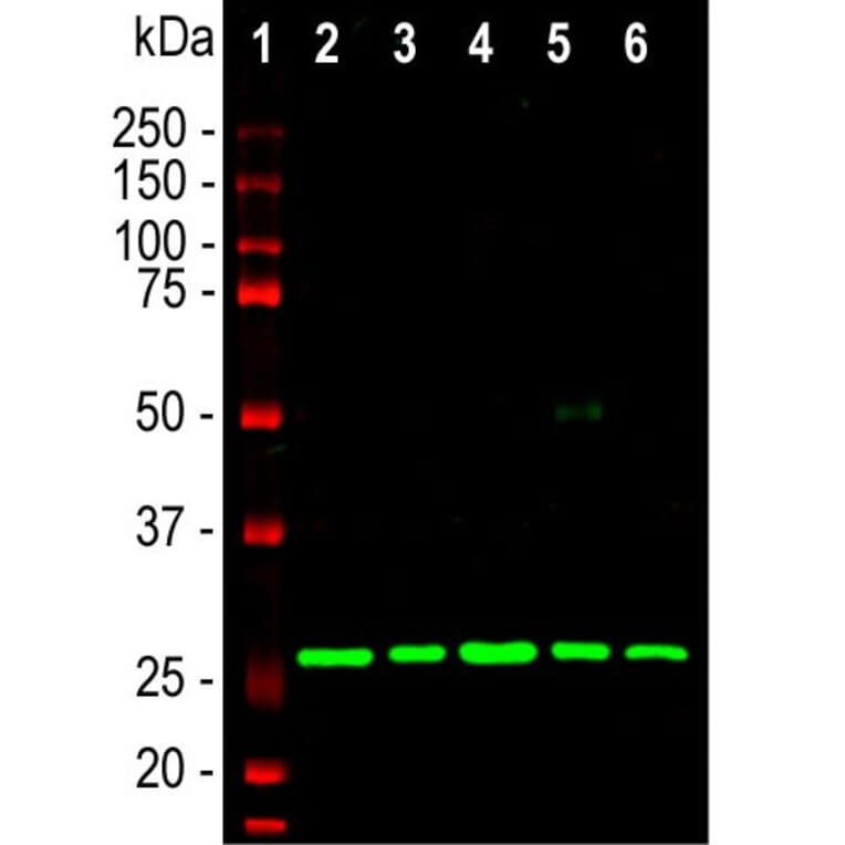 Western Blot - Anti-Calretinin Antibody [6A9] (A85366) - Antibodies.com