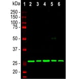 Western Blot - Anti-Calretinin Antibody [6A9] (A85366) - Antibodies.com