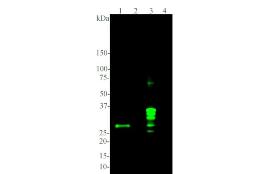 Western Blot - Anti-Calretinin Antibody [6A9] (A85366) - Antibodies.com