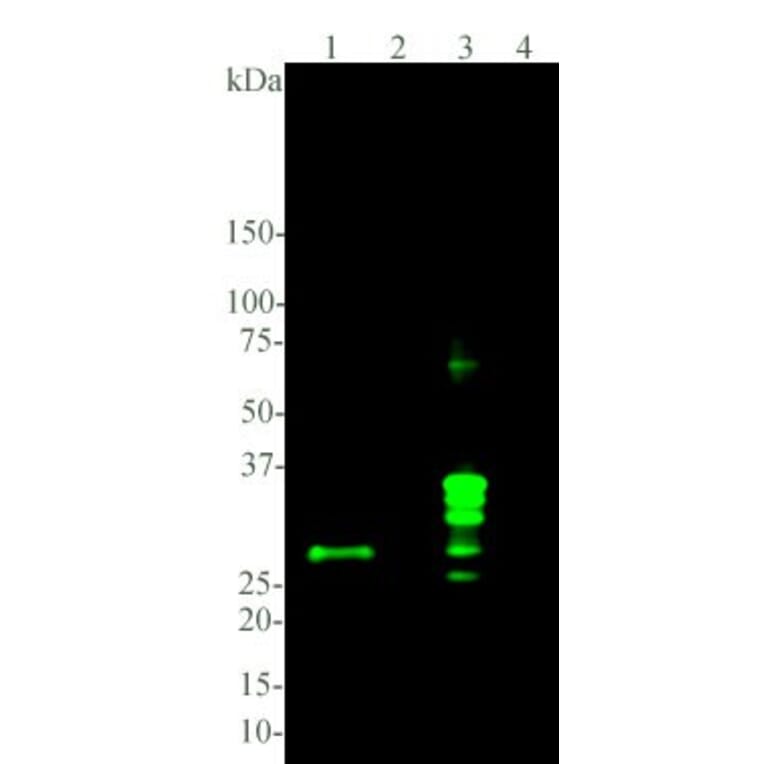 Western Blot - Anti-Calretinin Antibody [6A9] (A85366) - Antibodies.com