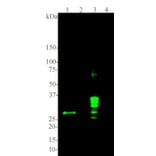 Western Blot - Anti-Calretinin Antibody [6A9] (A85366) - Antibodies.com