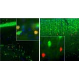 Immunofluorescence - Anti-Calretinin Antibody (A85367) - Antibodies.com