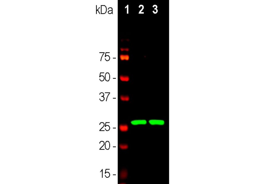 Western Blot - Anti-Calretinin Antibody [3G9] (A85367) - Antibodies.com