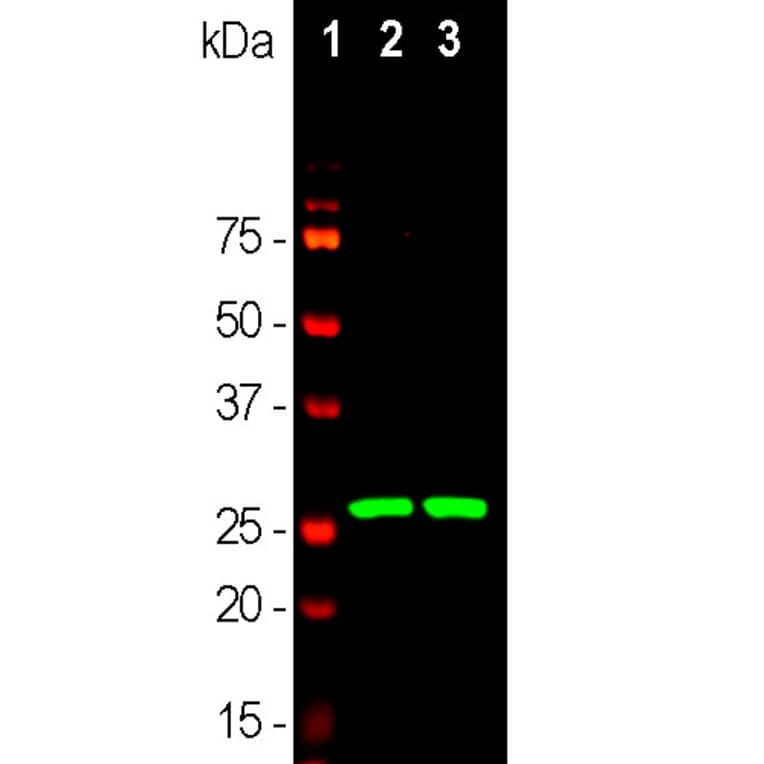 Western Blot - Anti-Calretinin Antibody [3G9] (A85367) - Antibodies.com