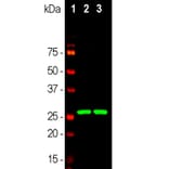 Western Blot - Anti-Calretinin Antibody [3G9] (A85367) - Antibodies.com