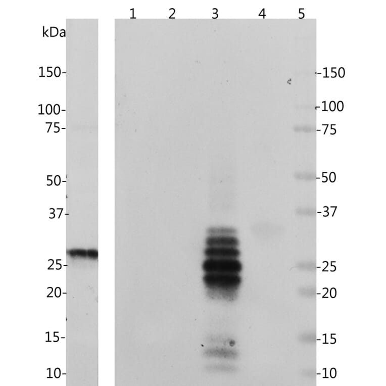 Western Blot - Anti-Calretinin Antibody (A85367) - Antibodies.com