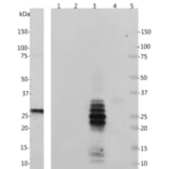 Western Blot - Anti-Calretinin Antibody (A85367) - Antibodies.com