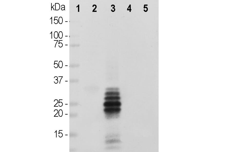 Western Blot - Anti-Calretinin Antibody [3G9] (A85367) - Antibodies.com