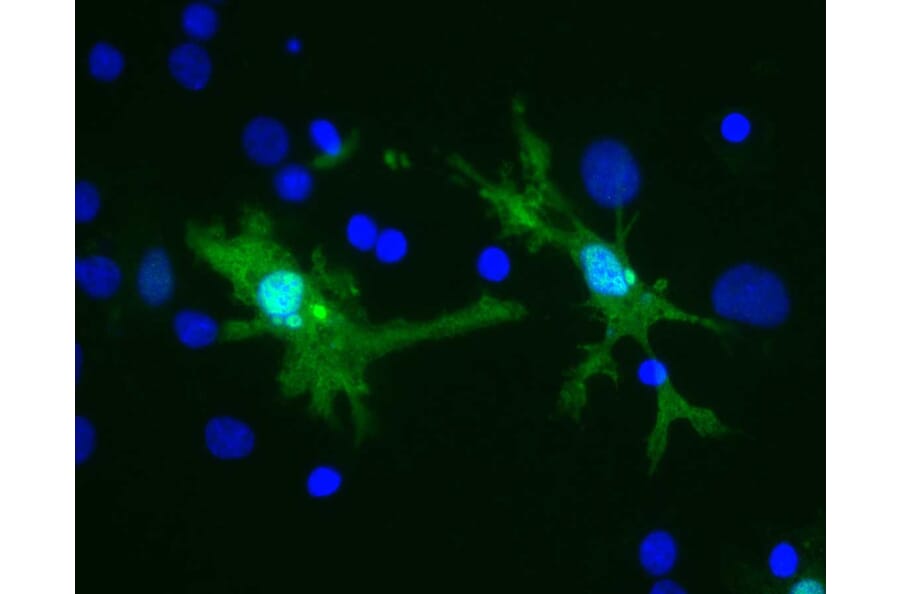 Immunofluorescence - Anti-Galectin 3 Antibody [5C21] (A85368) - Antibodies.com