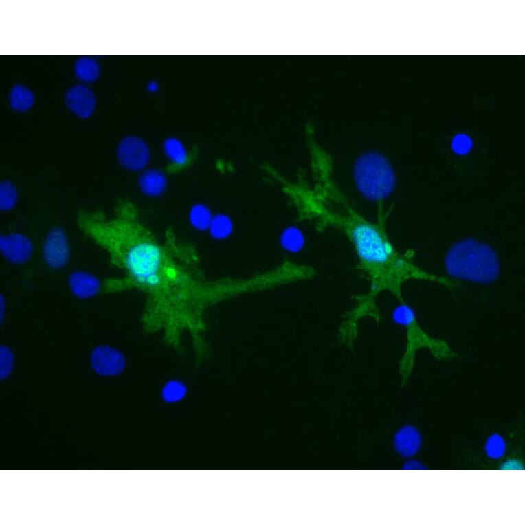 Immunofluorescence - Anti-Galectin 3 Antibody [5C21] (A85368) - Antibodies.com