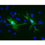 Immunofluorescence - Anti-Galectin 3 Antibody [5C21] (A85368) - Antibodies.com