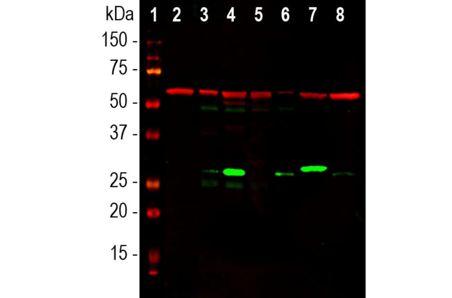 Western Blot - Anti-Galectin 3 Antibody [5C21] (A85368) - Antibodies.com