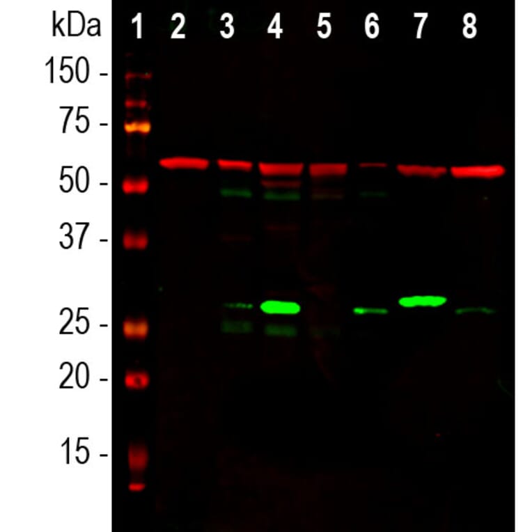 Western Blot - Anti-Galectin 3 Antibody [5C21] (A85368) - Antibodies.com