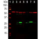 Western Blot - Anti-Galectin 3 Antibody [5C21] (A85368) - Antibodies.com