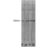 Western Blot - Anti-Galectin 3 Antibody [5C21] (A85368) - Antibodies.com