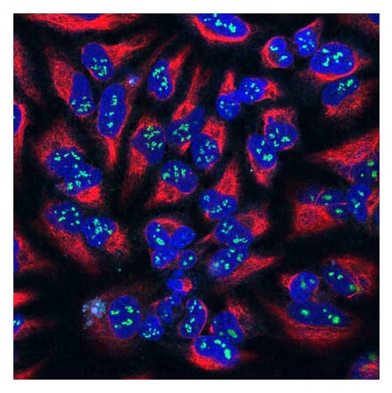 Immunofluorescence - Anti-Fibrillarin Antibody [38F3] (A85370) - Antibodies.com