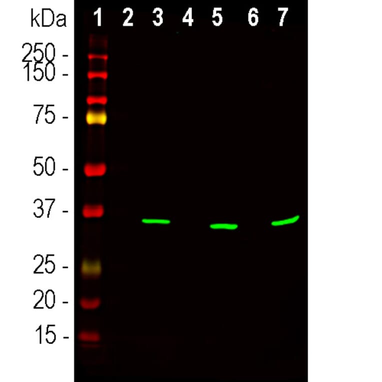 Western Blot - Anti-Fibrillarin Antibody [38F3] (A85370) - Antibodies.com