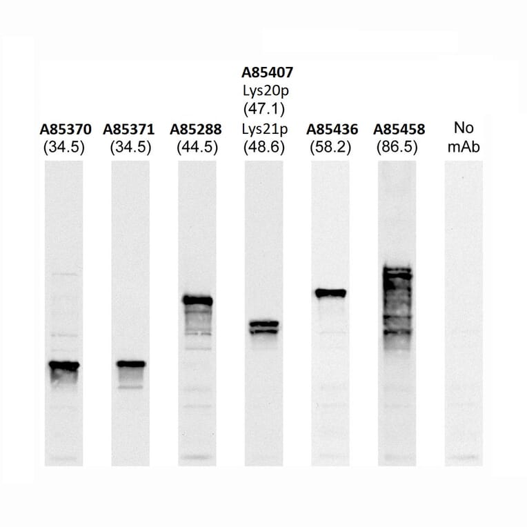 Western Blot - Anti-Fibrillarin Antibody [38F3] (A85370) - Antibodies.com
