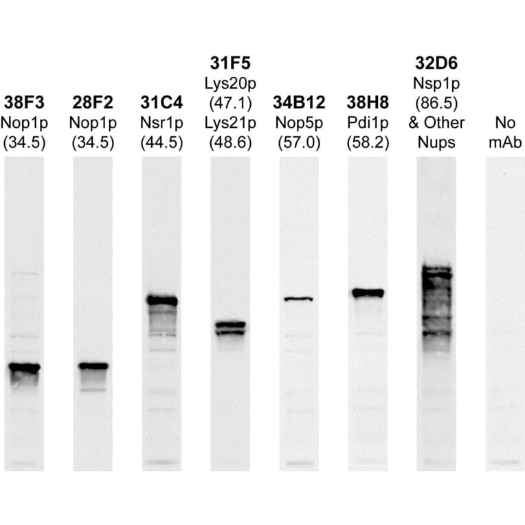 Western Blot - Anti-Nop1p Antibody (A85371) - Antibodies.com