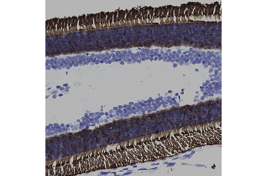 Immunohistochemistry - Anti-Rhodopsin Antibody [B630] (A85373) - Antibodies.com