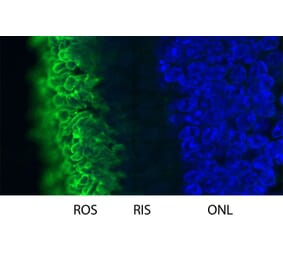 Immunofluorescence - Anti-Rhodopsin Antibody (A85373) - Antibodies.com