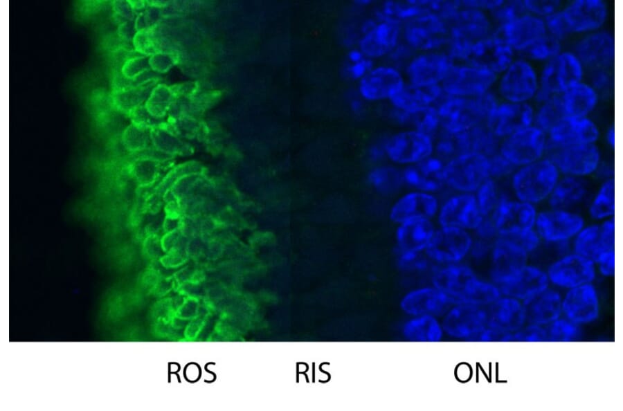 Immunofluorescence - Anti-Rhodopsin Antibody [B630] (A85373) - Antibodies.com