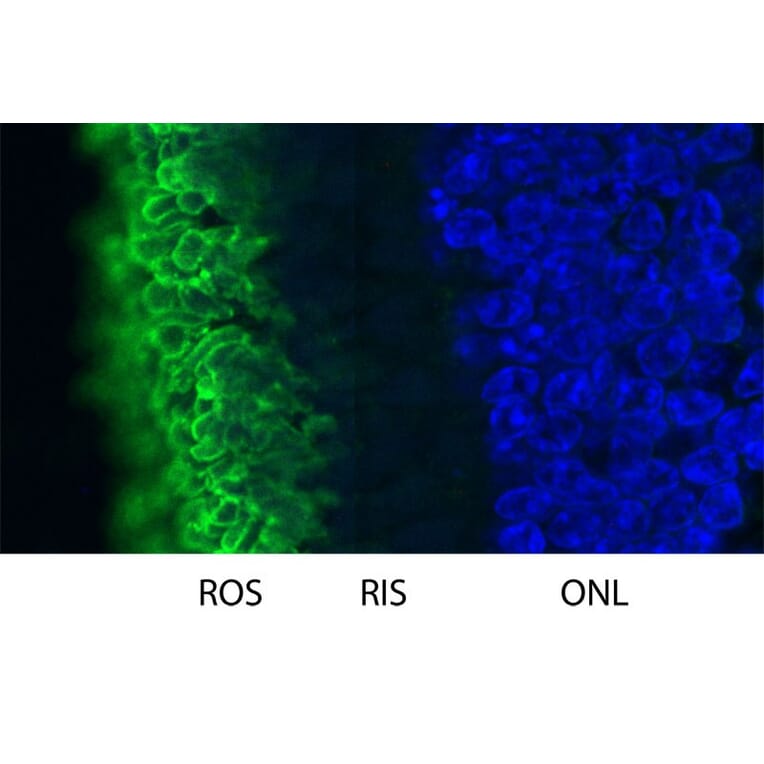 Immunofluorescence - Anti-Rhodopsin Antibody [B630] (A85373) - Antibodies.com