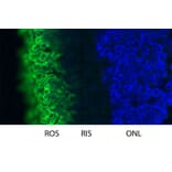 Immunofluorescence - Anti-Rhodopsin Antibody [B630] (A85373) - Antibodies.com