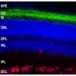 Immunofluorescence - Anti-Rhodopsin Antibody [B630] (A85373) - Antibodies.com
