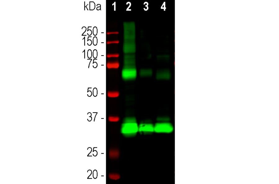 Western Blot - Anti-Rhodopsin Antibody [B630] (A85373) - Antibodies.com