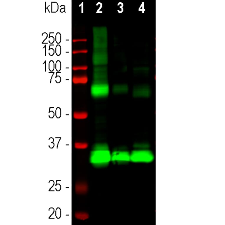 Western Blot - Anti-Rhodopsin Antibody [B630] (A85373) - Antibodies.com