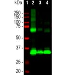 Western Blot - Anti-Rhodopsin Antibody [B630] (A85373) - Antibodies.com