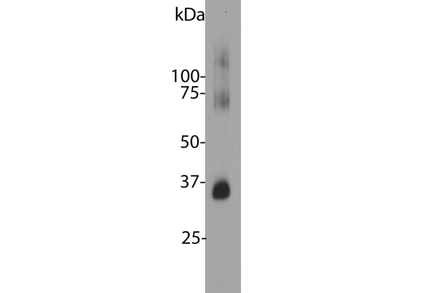 Western Blot - Anti-Rhodopsin Antibody [B630] (A85373) - Antibodies.com