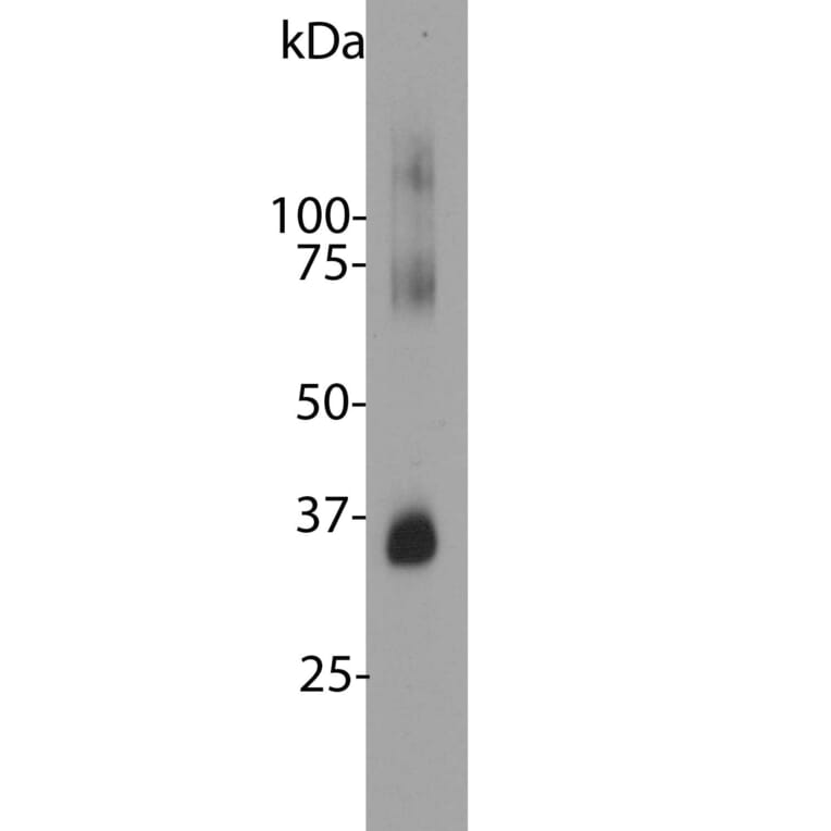 Western Blot - Anti-Rhodopsin Antibody [B630] (A85373) - Antibodies.com
