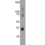 Western Blot - Anti-Rhodopsin Antibody [B630] (A85373) - Antibodies.com