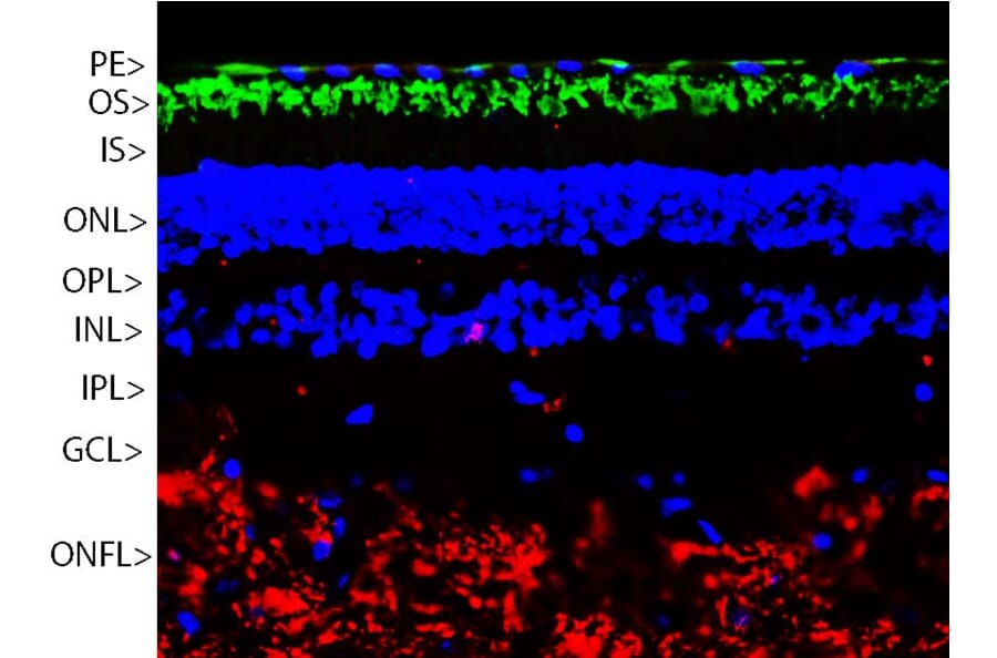 Immunofluorescence - Anti-Rhodopsin Antibody [A531] (A85374) - Antibodies.com