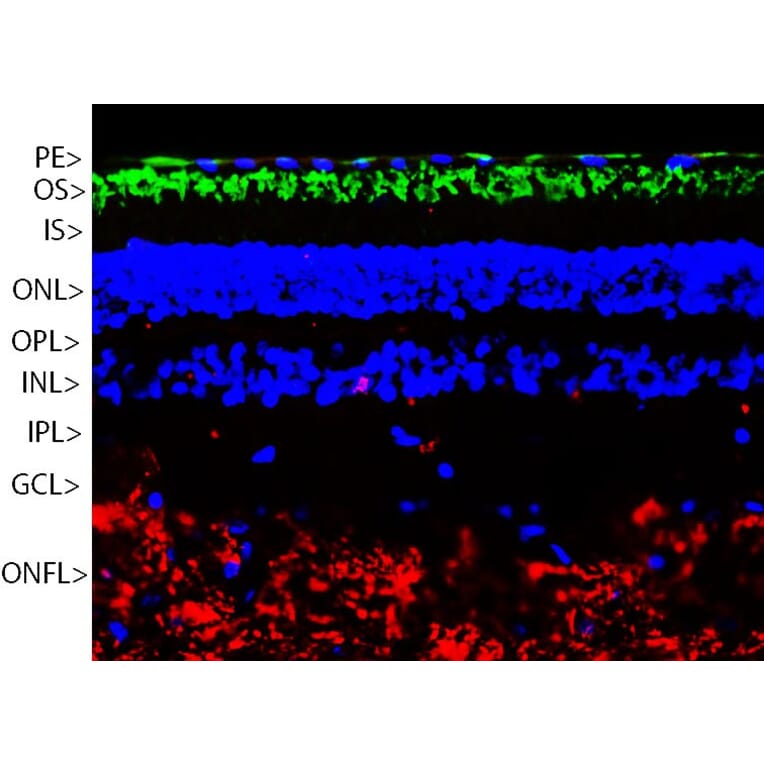 Immunofluorescence - Anti-Rhodopsin Antibody (A85374) - Antibodies.com