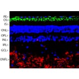 Immunofluorescence - Anti-Rhodopsin Antibody (A85374) - Antibodies.com