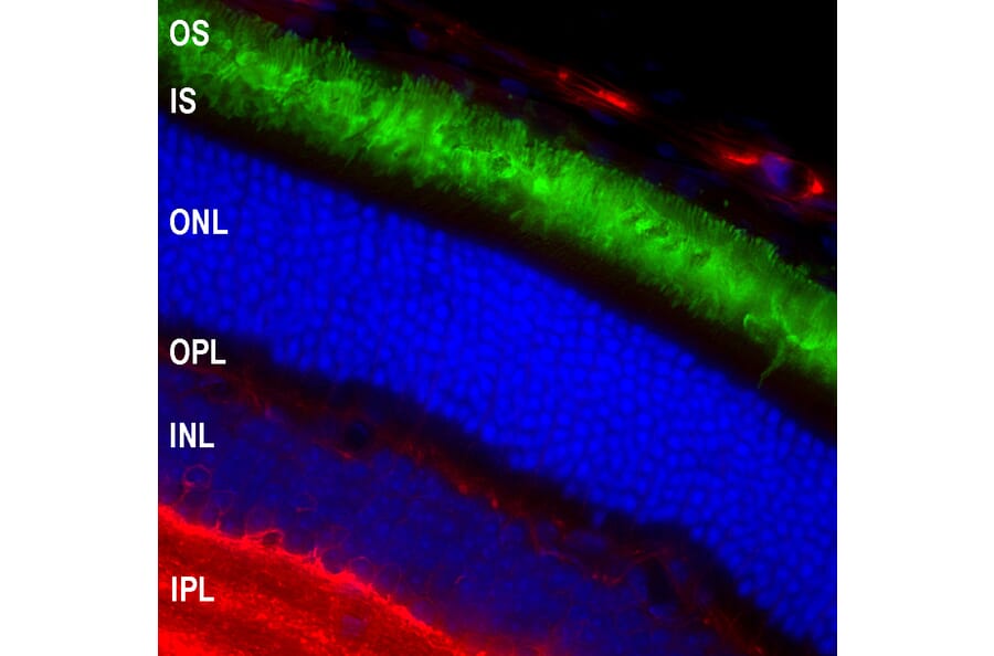 Immunofluorescence - Anti-Rhodopsin Antibody [A531] (A85374) - Antibodies.com