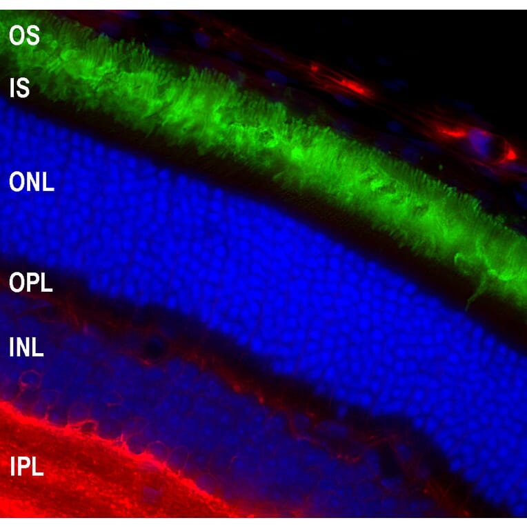 Immunofluorescence - Anti-Rhodopsin Antibody [A531] (A85374) - Antibodies.com