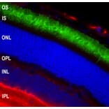 Immunofluorescence - Anti-Rhodopsin Antibody [A531] (A85374) - Antibodies.com