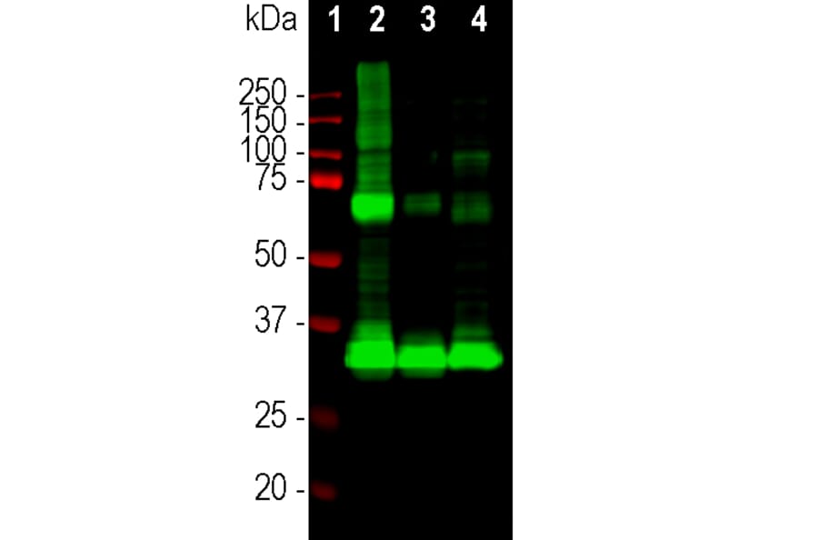 Western Blot - Anti-Rhodopsin Antibody [A531] (A85374) - Antibodies.com