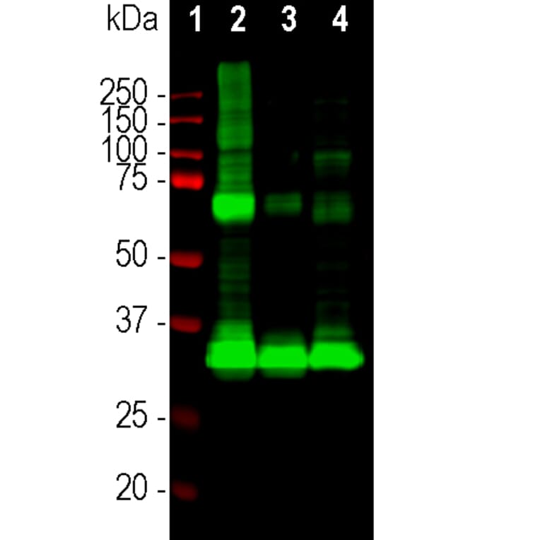 Western Blot - Anti-Rhodopsin Antibody [A531] (A85374) - Antibodies.com