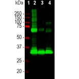 Western Blot - Anti-Rhodopsin Antibody [A531] (A85374) - Antibodies.com