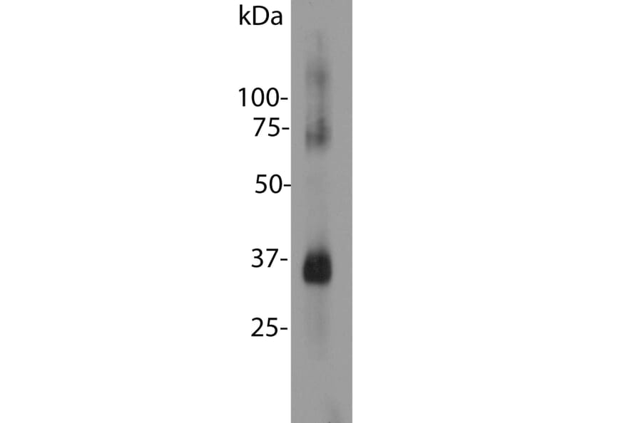 Western Blot - Anti-Rhodopsin Antibody [A531] (A85374) - Antibodies.com