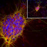 Immunofluorescence - Anti-Doublecortin Antibody [3E1] (A85376) - Antibodies.com