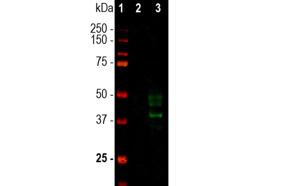 Western Blot - Anti-Doublecortin Antibody [3E1] (A85376) - Antibodies.com
