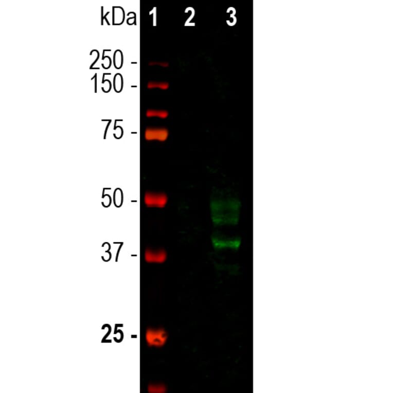 Western Blot - Anti-Doublecortin Antibody [3E1] (A85376) - Antibodies.com